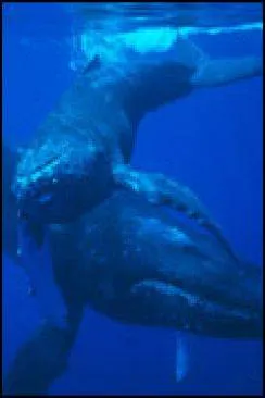 poster film L'Odyssée des baleines à  bosse